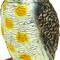Vogel afstoter uil standbeeld type met geluid 40cm mannelijk