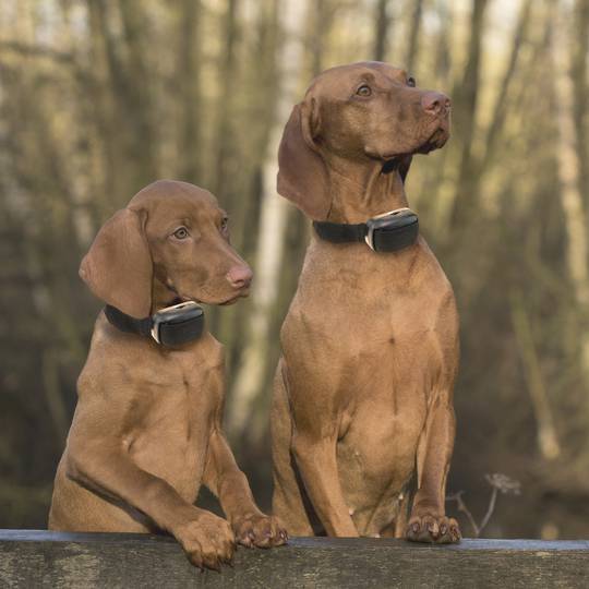 Anti bark dog collar Training collar with sound signals and vibrations