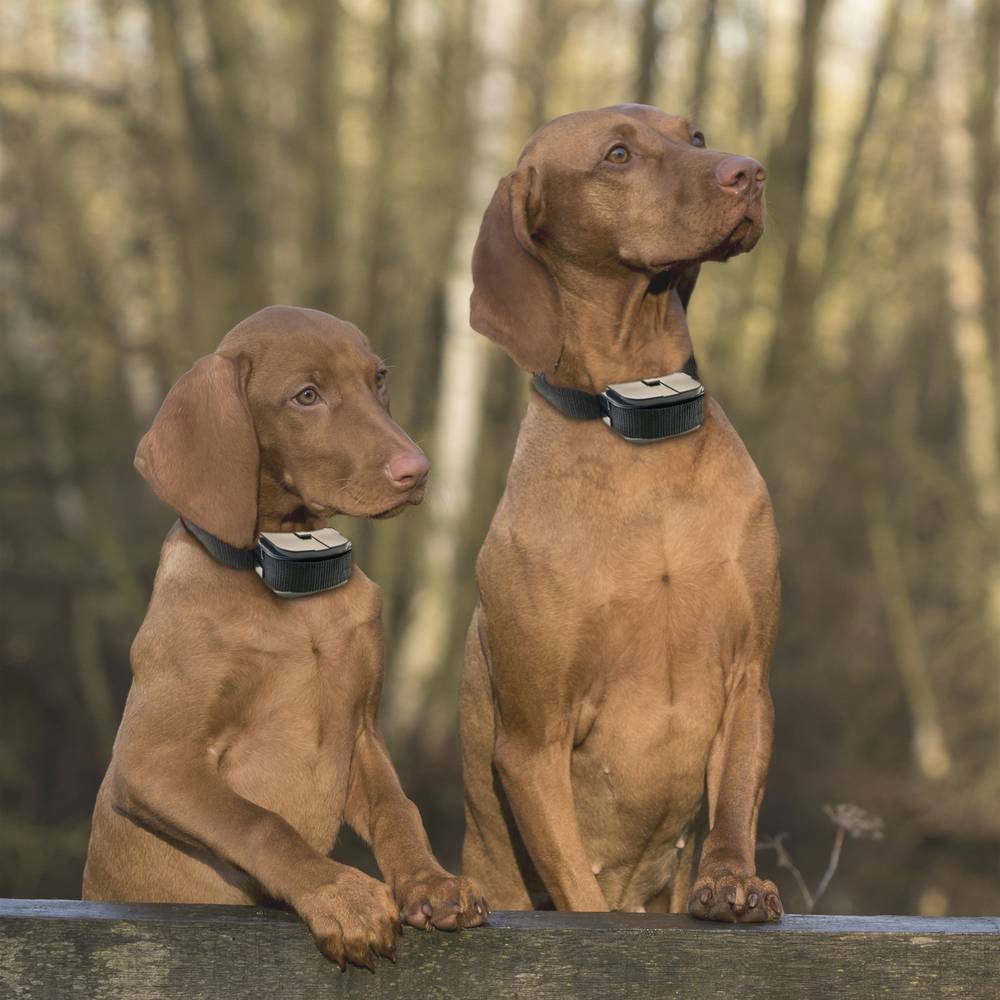 Trainingshalsband voor honden met afstandsbediening trillingen downloaden geluid en licht