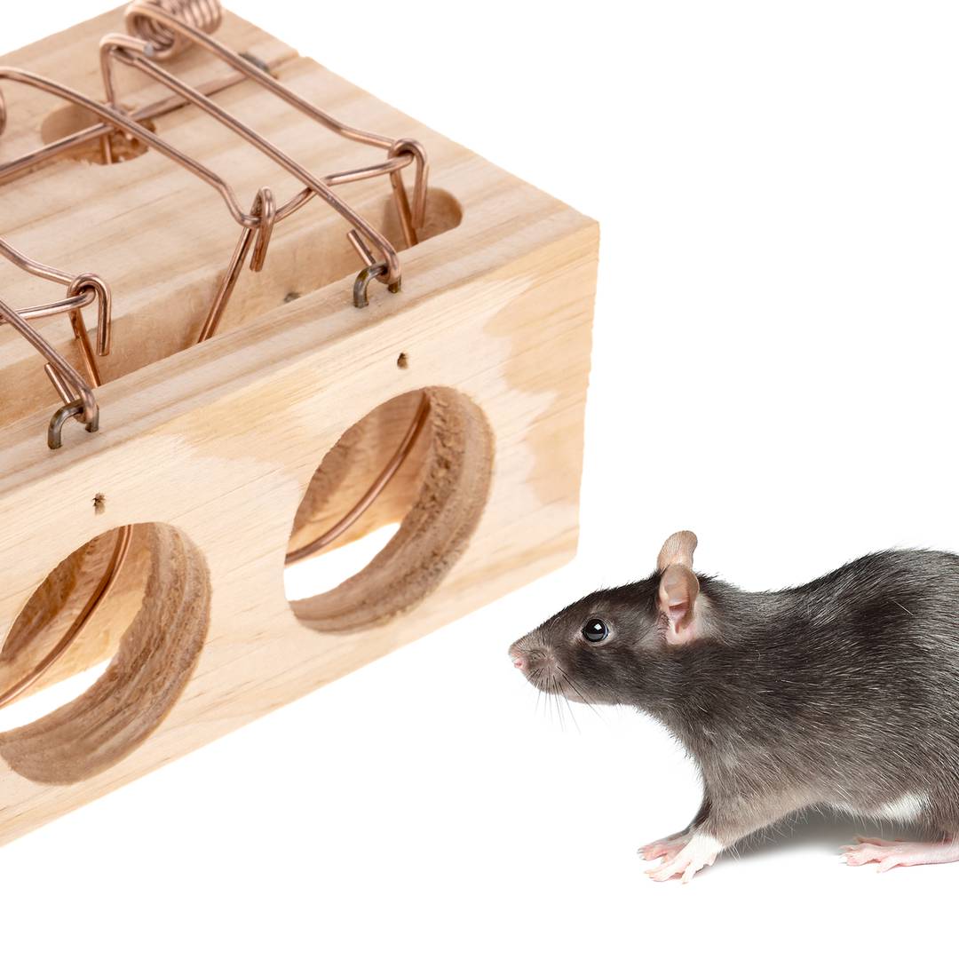 Small wooden mousetrap with 2 entrances of 9.5 x 6.5 x 8 cm - Cablematic