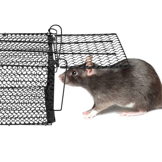 Trampa per rates ratolins rosegadors gàbia metàl·lica 145 x 276 x 145 mm
