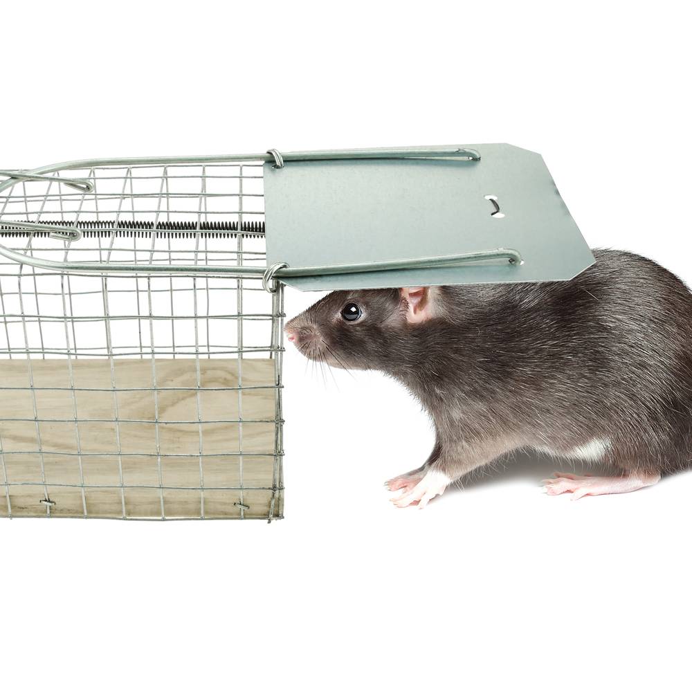 Armadilha para ratos camundongos roedores gaiola de metal 94 x 240 x 90 mm