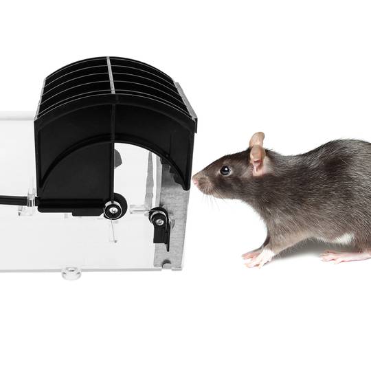 Pułapka na szczury myszy gryzonie plastikowy koszyk 78 x 315 x 71 mm