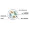 Lanberg Network Cable 0.25m cat6 A, S/FTP (S-STP) PCF6A-10CU-0025-S