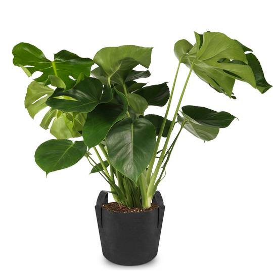 Pflanzsack aus Vliesstoff Pflanze Tasche Root Container wachsen 8-Liter 23x25cm