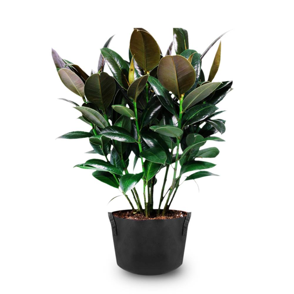 Pflanzsack aus Vliesstoff Pflanze Tasche Root Container wachsen 80-Liter 55x40cm