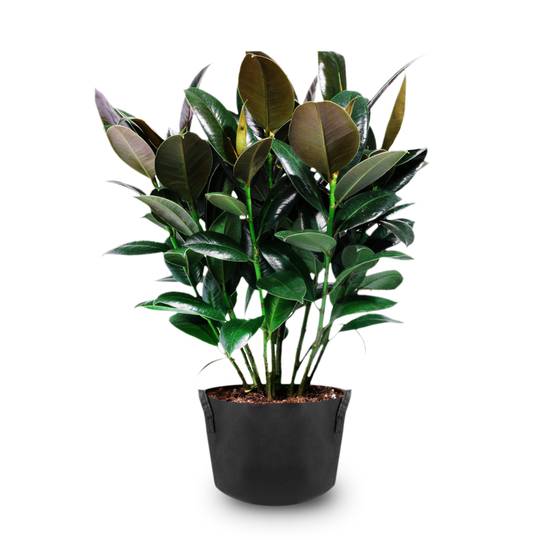 Pflanzsack aus Vliesstoff Pflanze Tasche Root Container wachsen 80-Liter 55x40cm