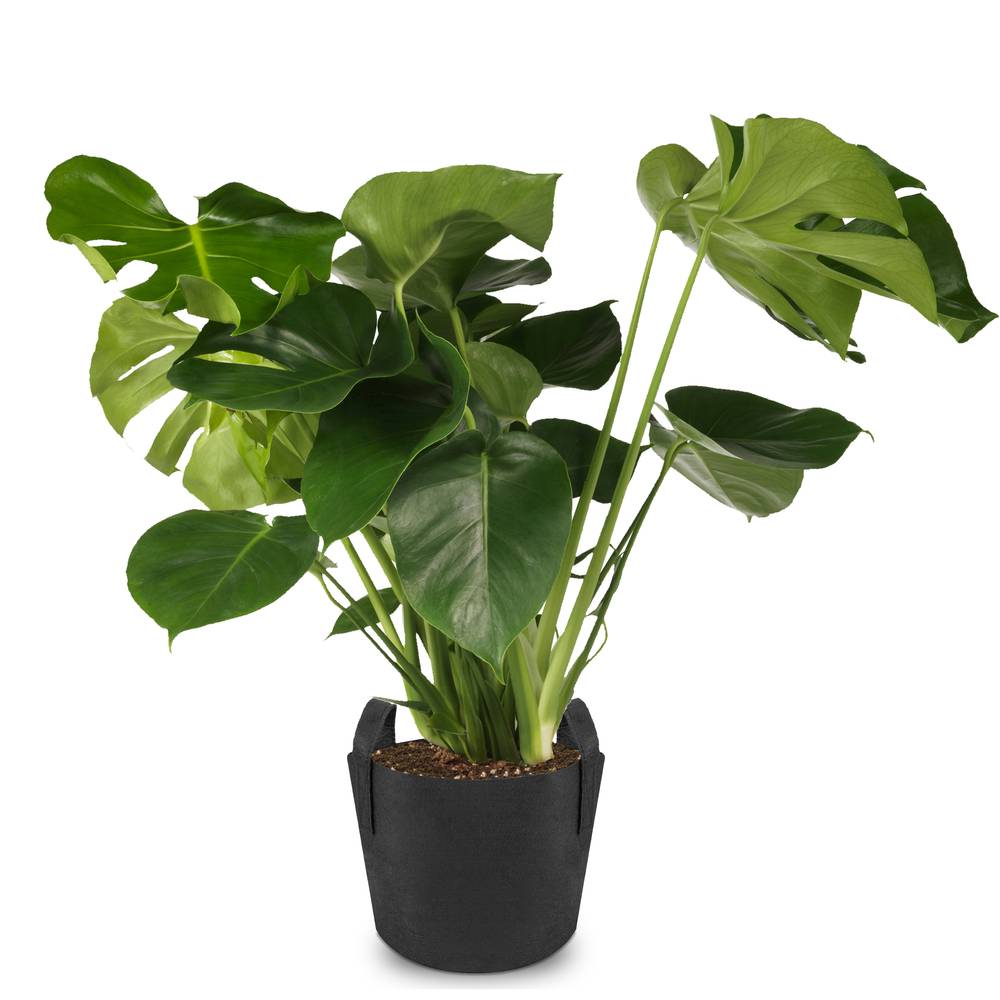 Bossa per cultiu i creixement de plantes Test de tela geotèxtil de 8 litres 23x25cm 10-pack
