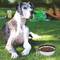 Menjadora plegable de goma per a mascotes 350 ml blanc