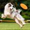 Frisbee de caucho natural para perros