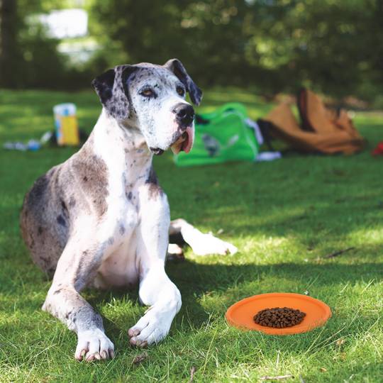 Frisbee de caucho natural para perros