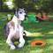 Frisbee de caucho natural para perros