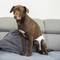 Pannolini usa e getta per cani femmine 10 unità taglia M.