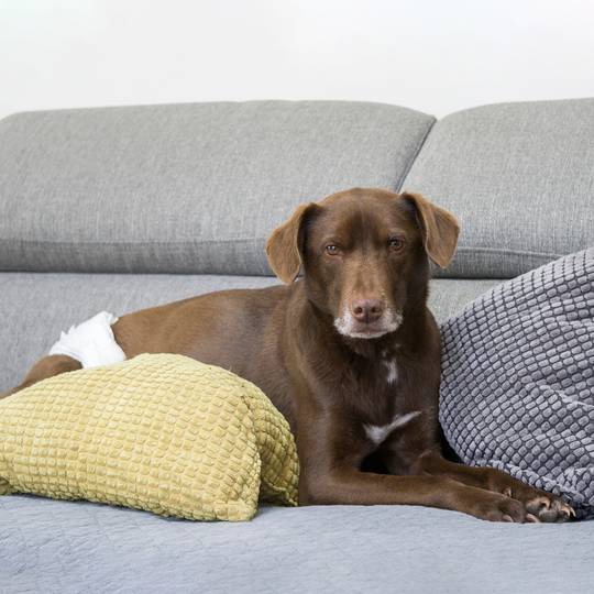 Pañales desechables para perros macho 10 unidades talla M