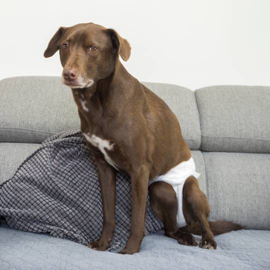 Pannolini usa e getta per cani femmine 10 unità taglia XL