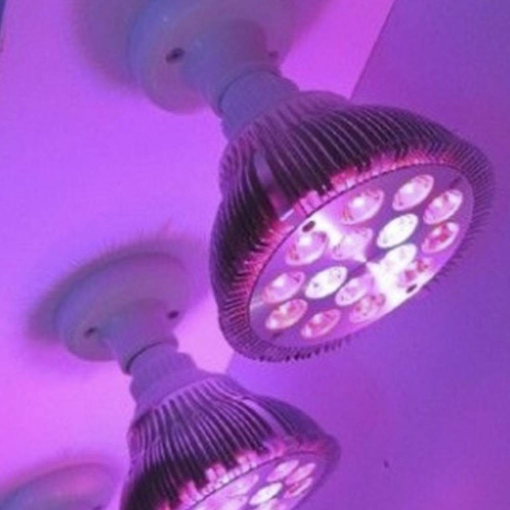 Żarówka LED do uprawy roślin 12W 12x1W E27 PAR38