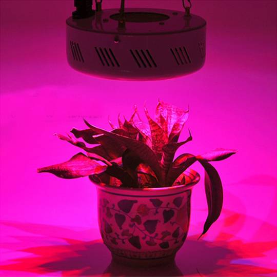 150W LED Pflanzenlampe 50xLED 270x60mm