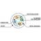 1.5 m green FTP Cat. 6a Ethernet network cable PCF6A-10CU-0150-G